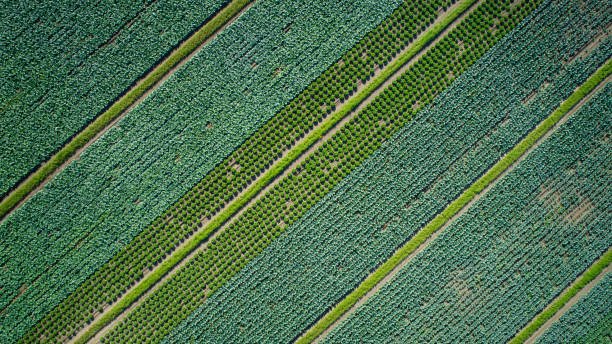 plantação de hortaliças - vista aérea - monocultura - fotografias e filmes do acervo