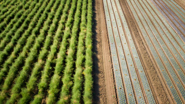 Vegetable plantation - aerial view