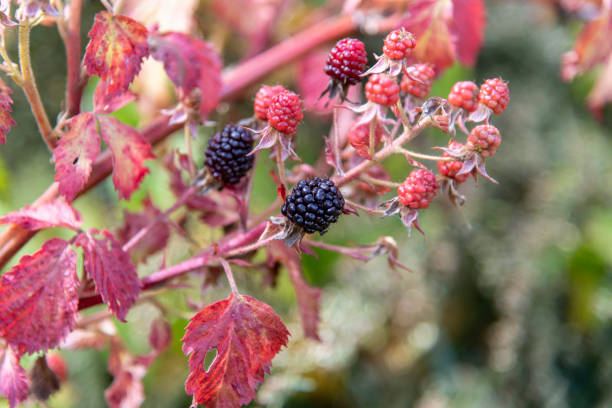 Blackberry (Rubus fruticosus), also known as Bramble, fruits ripen on a bush branch. Selective focus. Blurred background. Theme of fresh organic food.