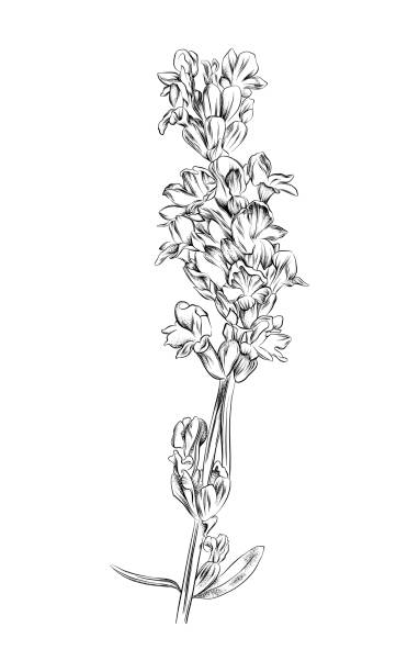 lawendowy długopis i rysunek atramentu. wektor eps10 ilustracja - white background relaxation black flower stock illustrations