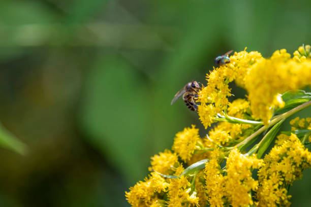 Bee sits on Canada goldenrod flowers (Solidago altissima), also known as late goldenrod. Blurred background. Selective focus. Copy space for your text. Summer background theme.
