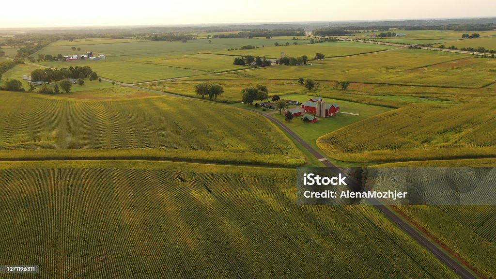 Aerial view of american Midwestern farm, corn field at harvesting season Aerial view of american Midwestern farm, corn field at harvesting season (September). Rural landscape, countriside, early sunny morning Farm Stock Photo