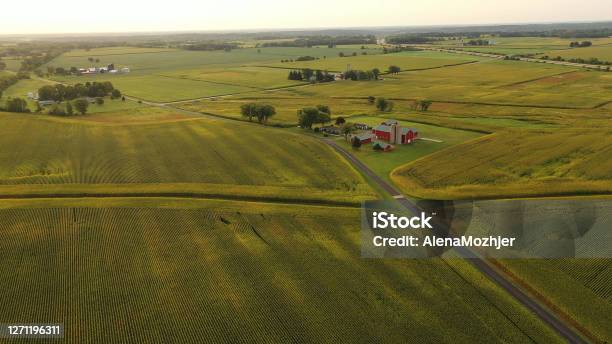 Aerial View Of American Midwestern Farm Corn Field At Harvesting Season Stock Photo - Download Image Now