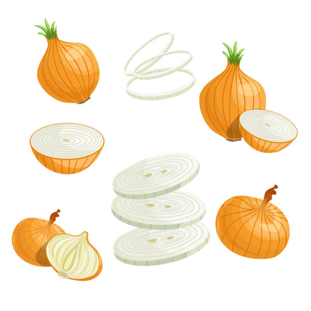 illustrations, cliparts, dessins animés et icônes de ensemble d’oignons de dessin animé. oignon entier, coupé, rondelles d’oignon. conception simple plate. illustration vectorielle des légumes frais biologiques de ferme. isolé sur fond blanc. - healthy eating onion vegetable ripe