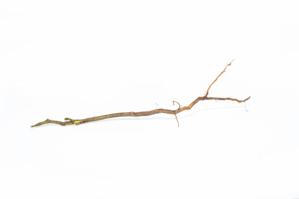 istock Roots of plant isolated on white background, tree roots 1271197748