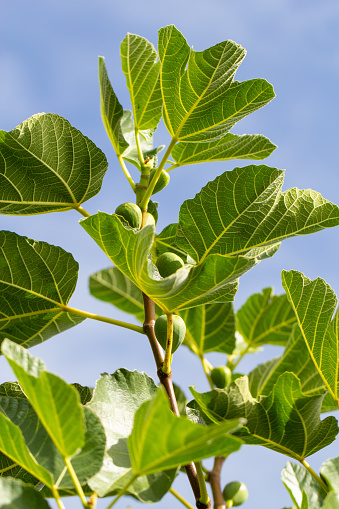 Green figs on the tree