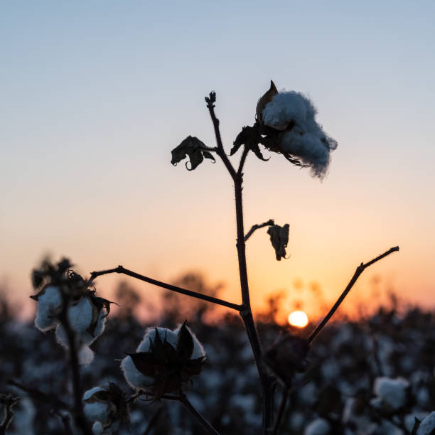 istock Cotton Plant Field In Sunset 1271198214
