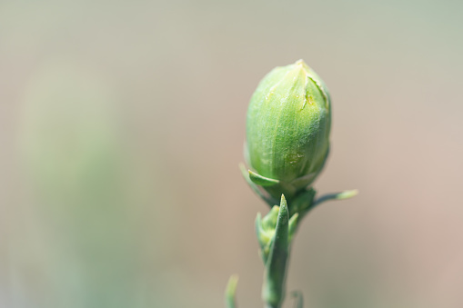 Macro photo of carnation flower bud in greenhouse. No people are seen in frame. Shot in greenhouse with a full frame mirrorless camera.