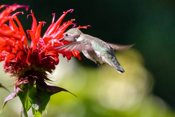 istock Anna's hummingbird (Calypte anna), BC, Canada 1271198393