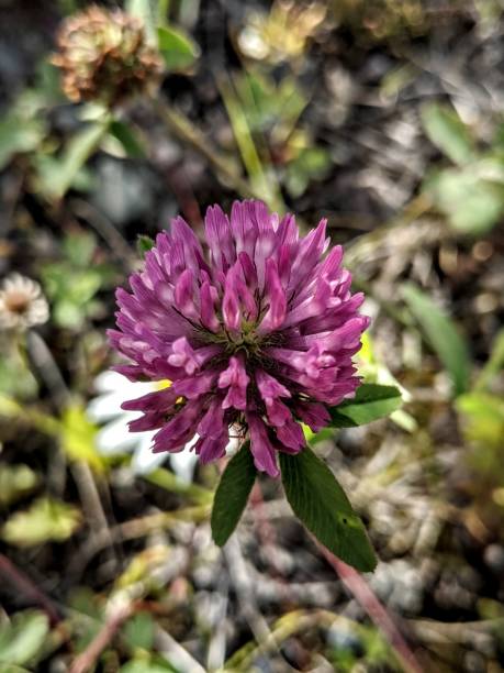 trevo roxo trifolium pretense - pretense - fotografias e filmes do acervo