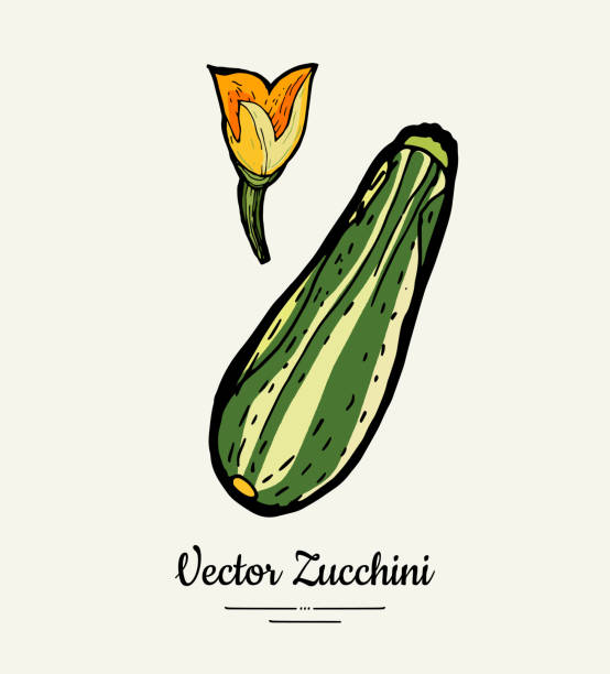 주키니 핸드 그린 일러스트 세트. 스쿼시의 힙스터 일러스트레이션. 채식 포스터를 위한 리디지드 그린 호박 - zucchini farm store flower stock illustrations