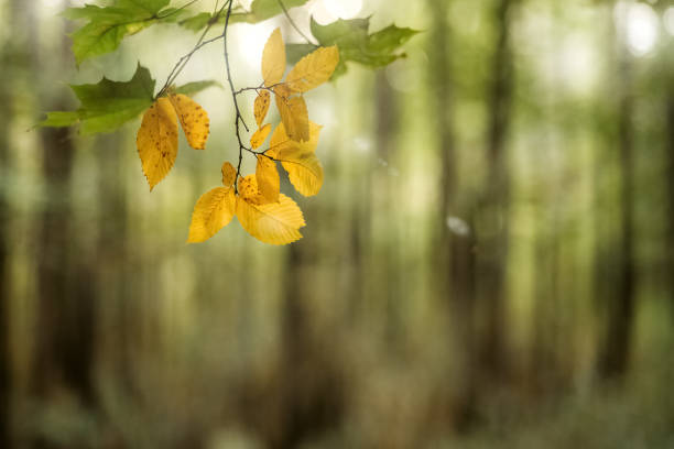 istock Yellow autumn leaves on twig on blurry green forest background. Selective focus 1271202846