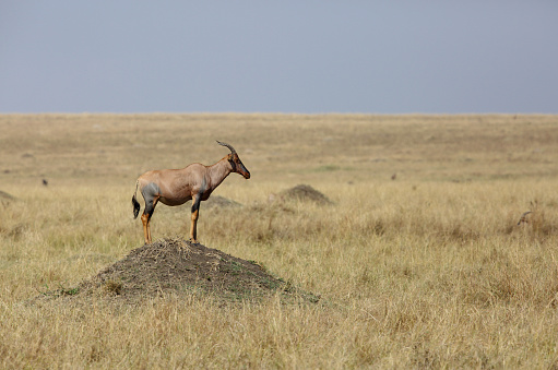 Topi antelope standing on hillocks to attract his mate