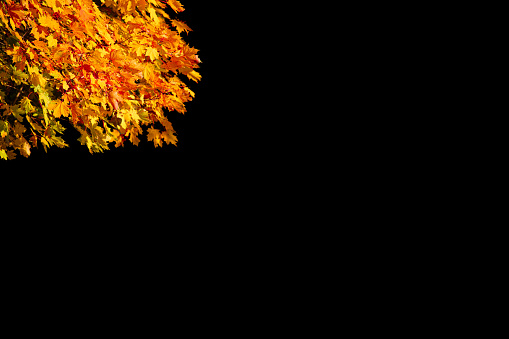 yellow foliage of autumn tree isolated on black background with place for text