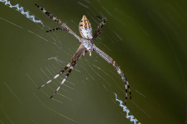 istock Silver Garden Orbweaver 1271205531