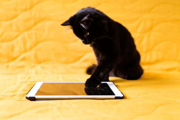 istock Black kitten playing with digital tablet on yellow sofa. 1271205549