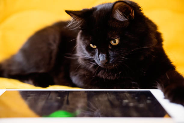 istock Black kitten playing with digital tablet on yellow sofa. 1271205601