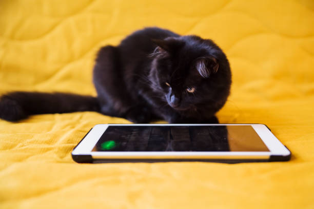 istock Black kitten playing with digital tablet on yellow sofa. 1271205661