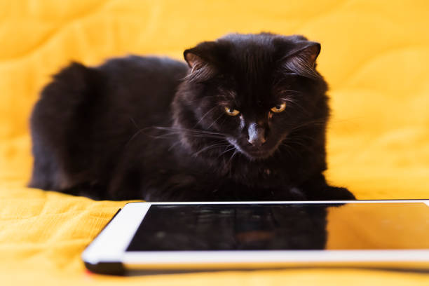 istock Black kitten playing with digital tablet on yellow sofa. 1271205682