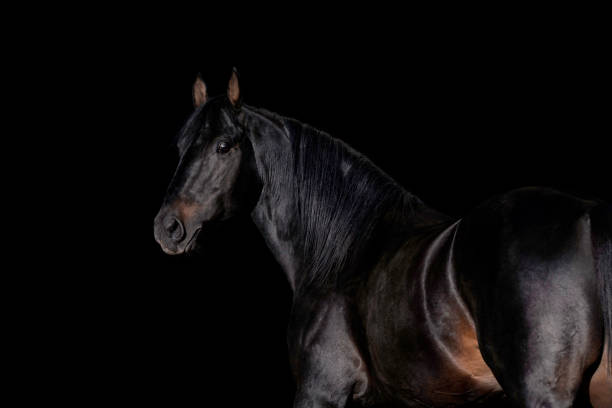 istock Beautiful black horse isolated on black 1271206078