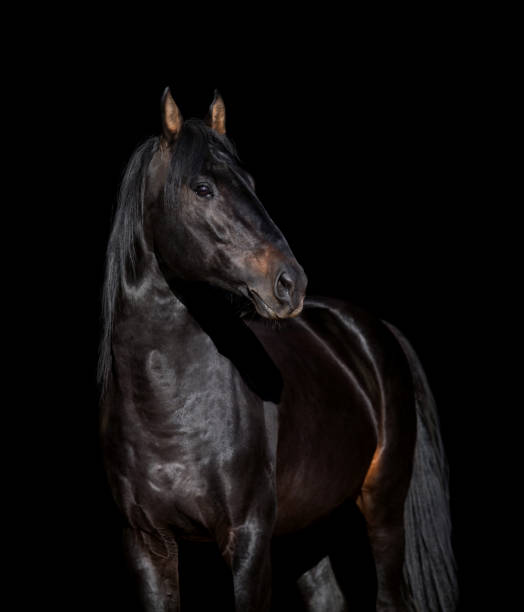 istock Big strong black horse head isolated on black background 1271206088