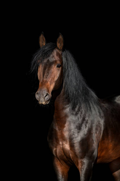 istock Bay horse portrait isolated on black background 1271206092