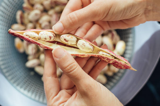 Fresh organic Borlotti beans in pods