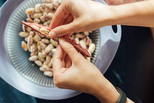 istock Fresh organic Borlotti beans in pods 1271206196
