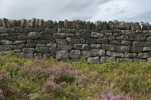 6 - Background photo with copy space. Peak district plants grow and give a soft texture against the hard dark dry stone wall behind. cloudy sky.