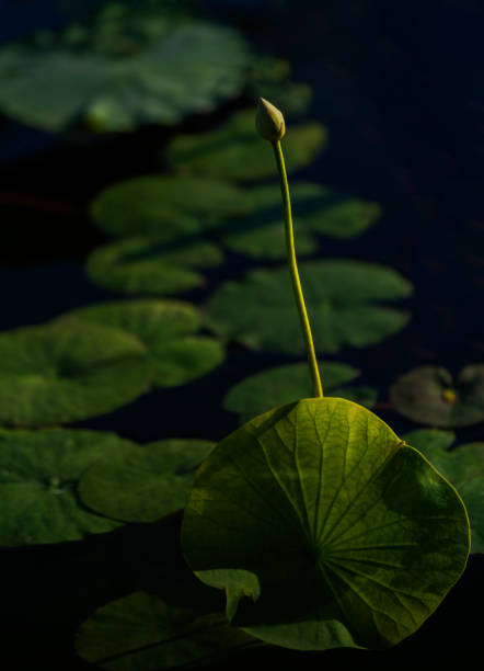 istock Dancer of Lotus 1271206464