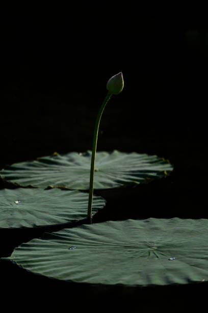 istock Bud of Lotus 1271206478