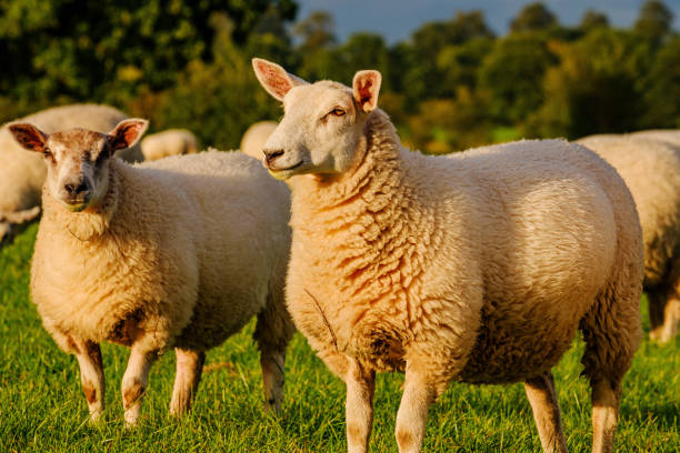 istock Sheep and lamb in the field 1271206892