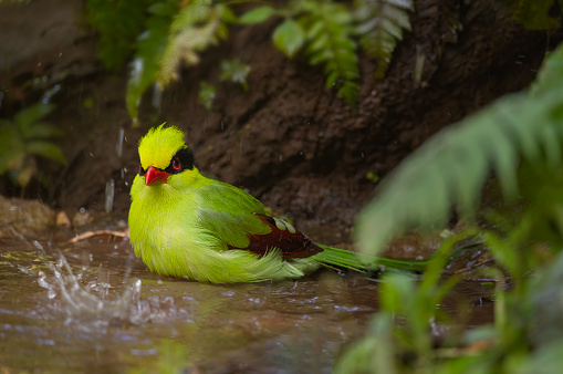 Bird in bath