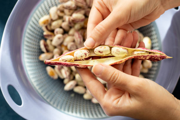 istock Fresh organic Borlotti beans in pods 1271207035