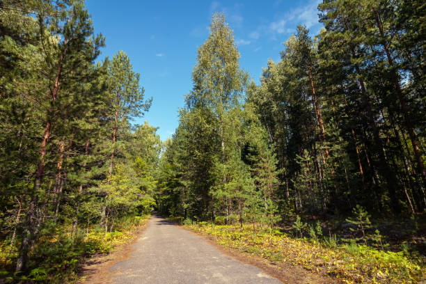 istock Road in the forest in summer, background. 1271207266