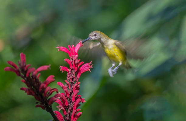 istock Bird of Streaked Spiderhunter 1271207270