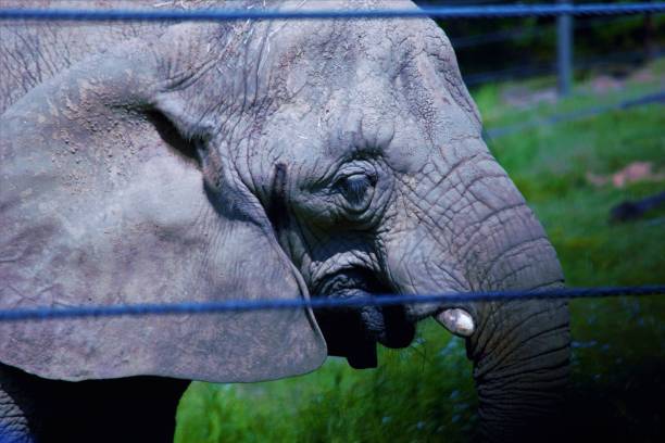 istock Elephant at Jackson NJ Zoo 1271207495