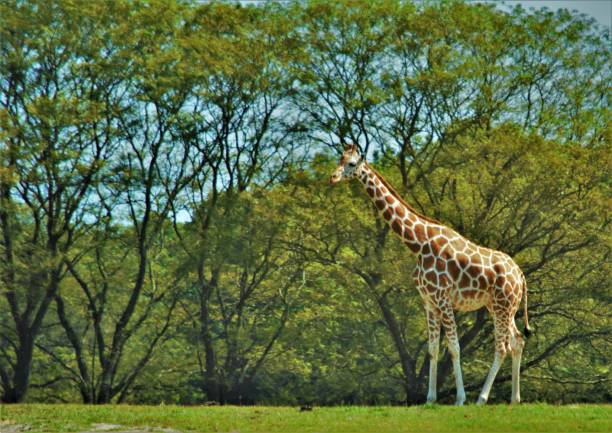 istock Giraffe at Jackson NJ Zoo 1271207586