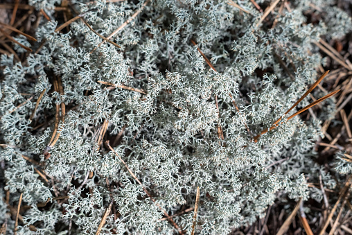 Lichen Cladonia rangiferina in the forest.