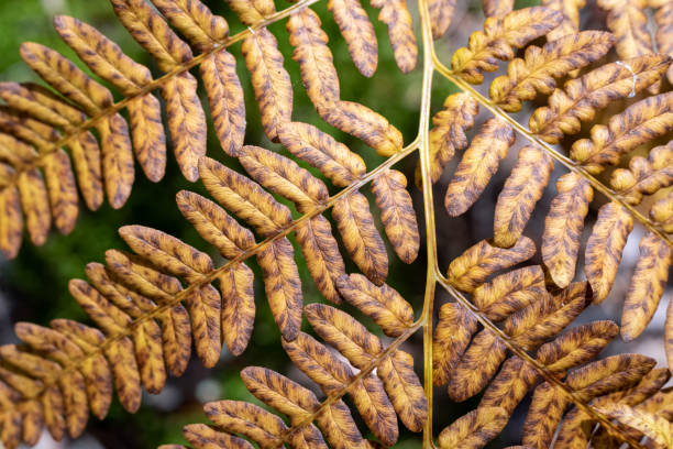 istock Close up dry fern leaf in the forest. 1271208188