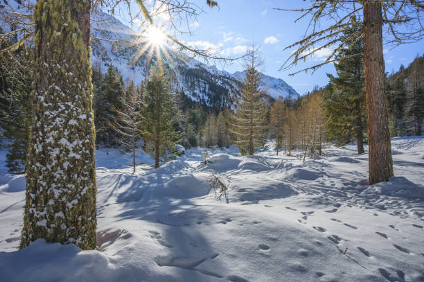 śnieżny krajobraz z rzeką roseg i lasem modrzewiowym, doliną roseg, pontresiną, kantonem grisons, engadin, szwajcaria - graubunden canton engadine pontresina valley zdjęcia i obrazy z banku zdjęć