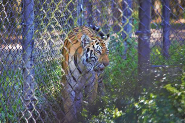 istock Siberian Tiger at Jackson NJ Zoo 1271208471