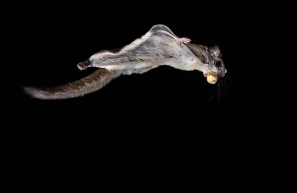 Photo of Northern Flying Squirrel.