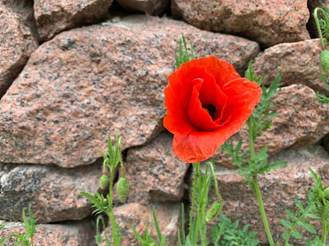 Bright flower on the background of a stone gray fence. A red poppy bloomed by the stones. Wildflowers at the wall.