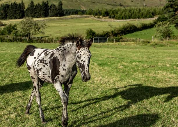 istock Spotted Foal Of The Scottish Borders. 1271208650