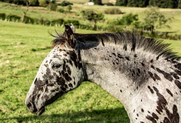 istock Spotted Foal Of The Scottish Borders. 1271209471