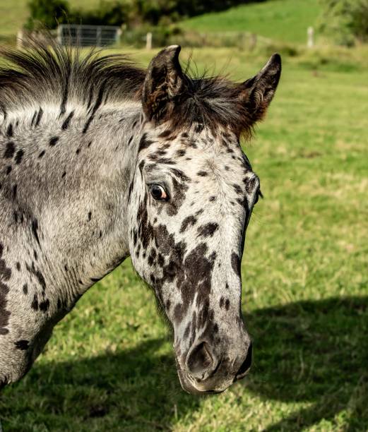 istock Spotted Foal Of The Scottish Borders. 1271209592