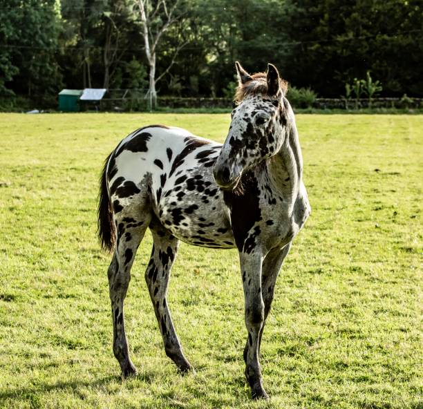 istock Spotted Foal Of The Scottish Borders. 1271209689
