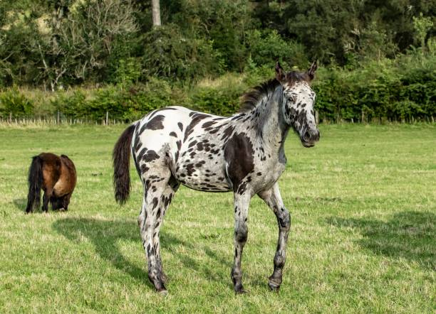 istock Spotted Foal Of The Scottish Borders. 1271209766