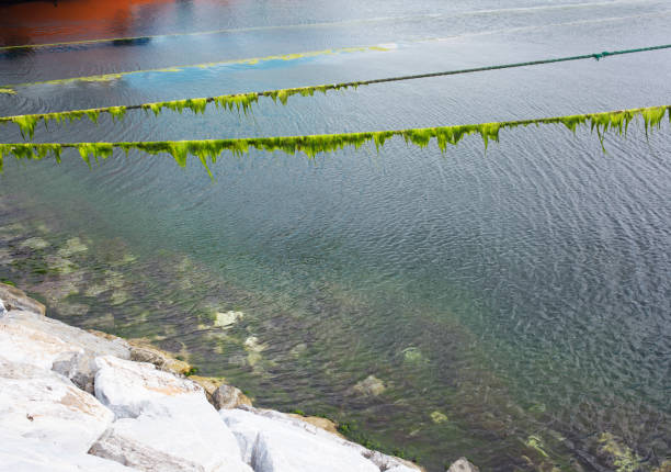 istock Mossy rocks in sea 1271209772